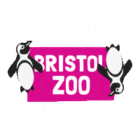 Penguins Bzg Sticker by BristolZooGardens