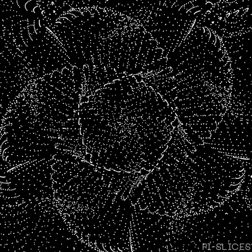 mesmerizing black and white GIF by Pi-Slices