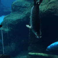 Harbor Seal Hello GIF by Oregon Zoo
