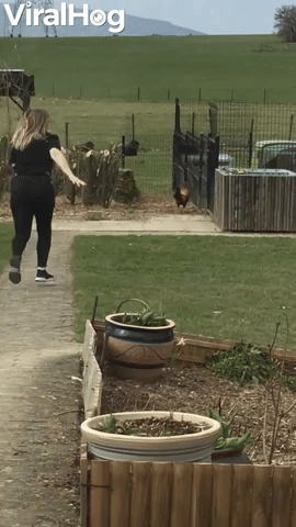 Protective Rooster Sends Woman Running