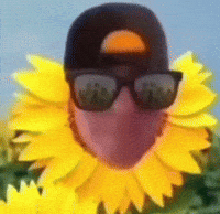 Sunflower Irony GIF