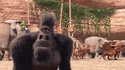 comedy laughing GIF by The elephant king