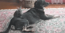 bunny rabbit dog GIF