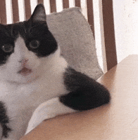 Shocked Cat GIF