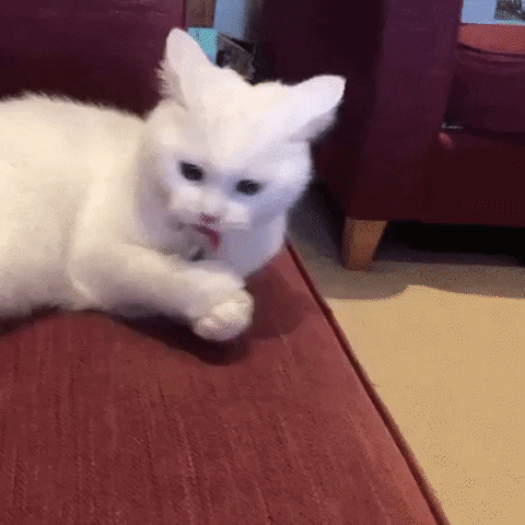 jermbly giphyupload GIF