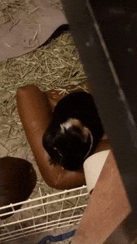 Guinea Pig Pet GIF