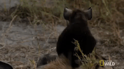 nat geo wild hyena GIF by Savage Kingdom