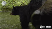 bbc one bear GIF by BBC
