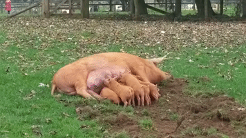 Mother Pig Gets Fed Up With Feeding Piglet, Launches it Into the Air