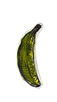 Banana Peel Fruit Sticker by Jimmy