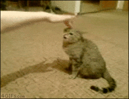 angry cat GIF
inFlux English School: Você sabe o que significa "pet peeve" em inglês?
