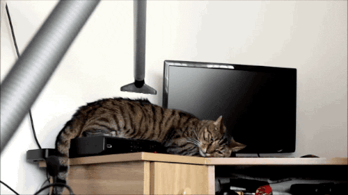 cat vacuum GIF