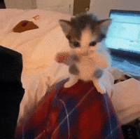 Cat Sigma GIF
