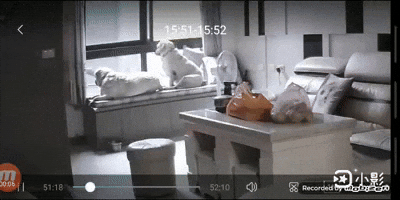 cuteanimalland giphyupload GIF