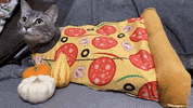 Lord Hobo The Cat GIF by Alex Anderson