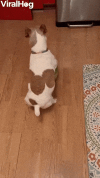 Rolling into Summer With Watermelon