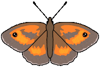 Creepy Crawlies Butterfly Sticker
