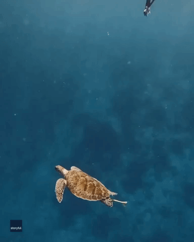 Stunning Footage Shows Tourist Swimming Alongside Sea Turtle in Maldives
