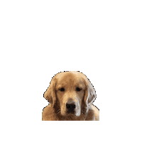 Golden Retriever Dog Sticker by Jolly Pets