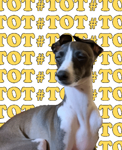 iggyadelaide giphyupload dog tongue boop Sticker