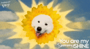 Sun Love GIF