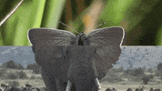 cat power cassius official GIF by CASSIUS