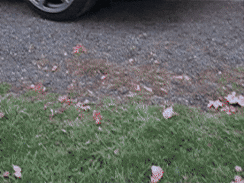 chrisfdtwo giphygifmaker acura csx chrisfdtwo GIF