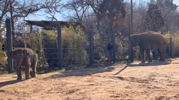 Baby Elephant at Fort Worth Zoo 'Predicts' Super Bowl Win for LA Rams