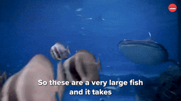Large Fish