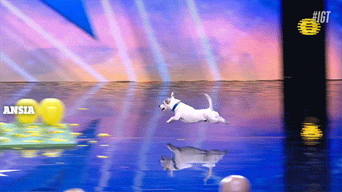 cane GIF by Italia's Got Talent