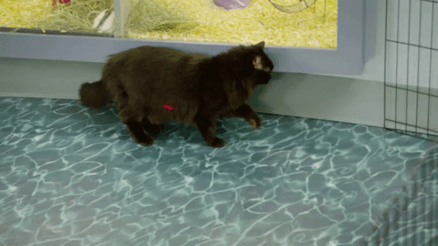 GIF by Animal Planet