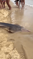 Tourists Watch in Awe as Man Catches Shark