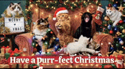 Merry Christmas Cats GIF