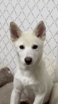 Jindo GIF
