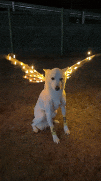 Jindo GIF