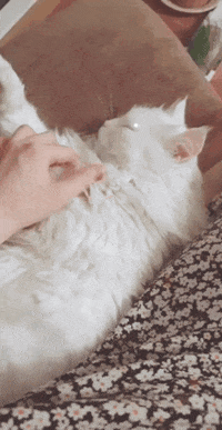 White Cat GIF