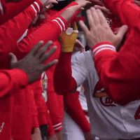 Cardinals GIF