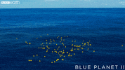 blue planet ocean GIF by BBC Earth