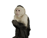 GigiAndNateMovie monkey oh no uh oh embarrassed Sticker