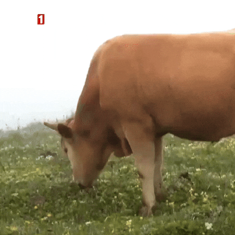 Hungry Nam Nam GIF by TRT