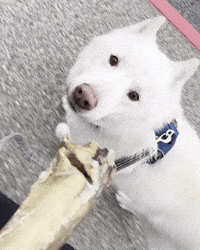 Dog Walking GIF