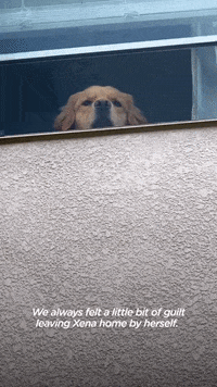 Dog GIF by The Dodo
