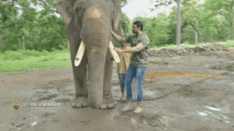 Boss Darshan GIF