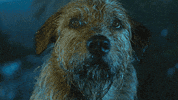 Mark Wahlberg Dog GIF by Lionsgate