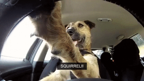 dog car driving squirrel someth GIF