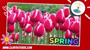 Flower Spring GIF by Globtroterek