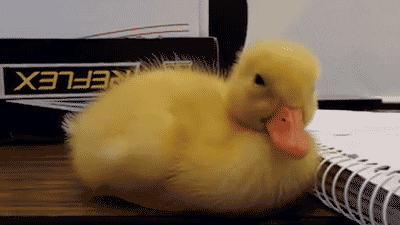 Video gif. Duckling is falling asleep on a table. Their head slowly bends over and once it touches the table, the duck raises its head back up again, shaking in an attempt to wake up.