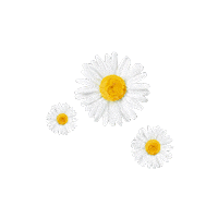 everpure_id chamomile everpure calmomild calmomildseries Sticker