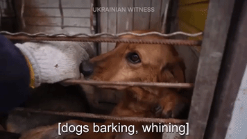 Ukrainian Veterinary Volunteers Stay Behind