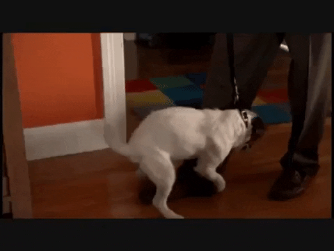 heydudemeg giphygifmaker uggie whats up scarlet GIF